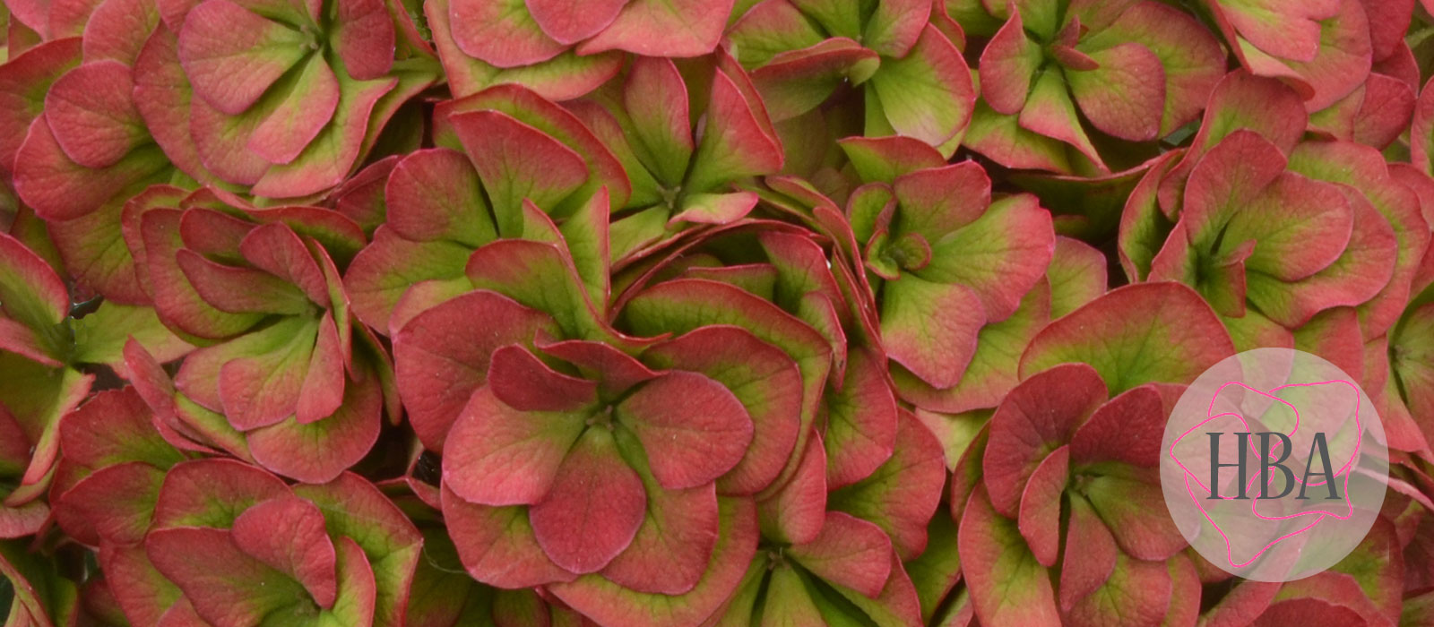 ROYAL-ANASTASIA-classic-H218925-HBA-2