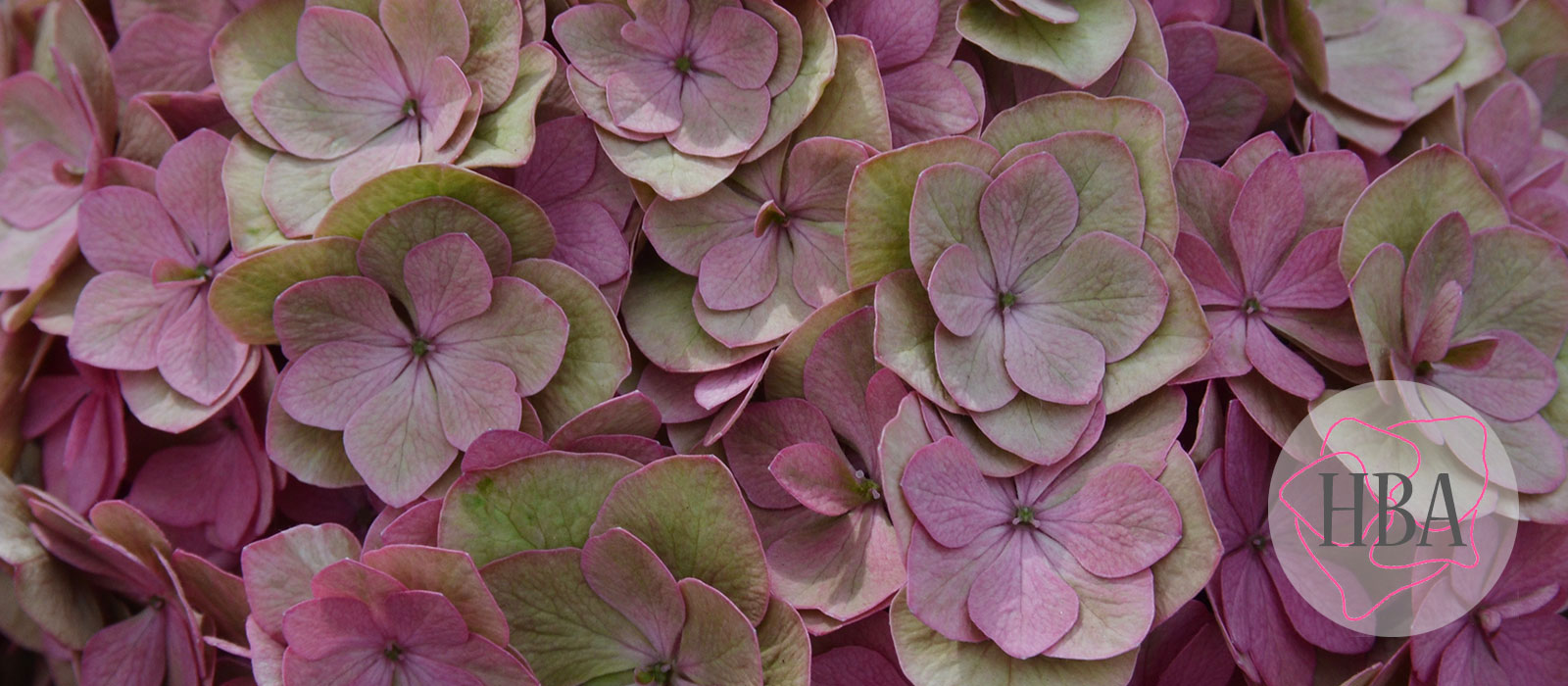 ROYAL-ANASTASIA-classic-H218925-HBA-3