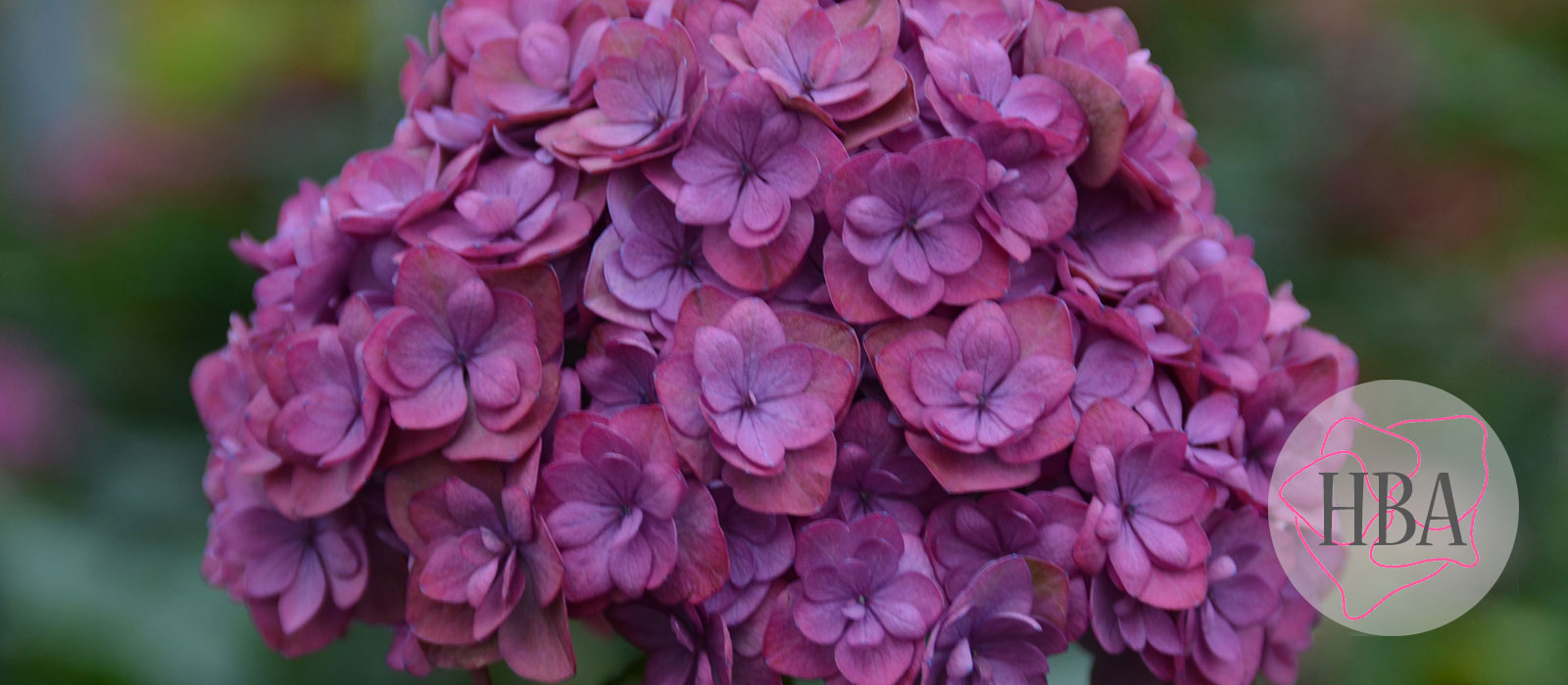 ROYAL-ANASTASIA-classic-H218925-HBA-5