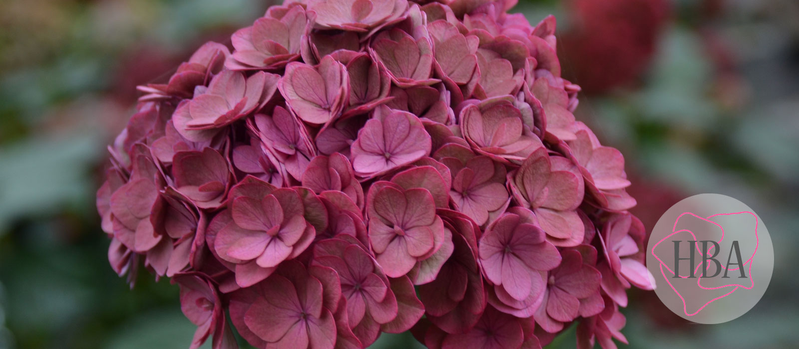 ROYAL-ANASTASIA-classic-H218925-HBA-6