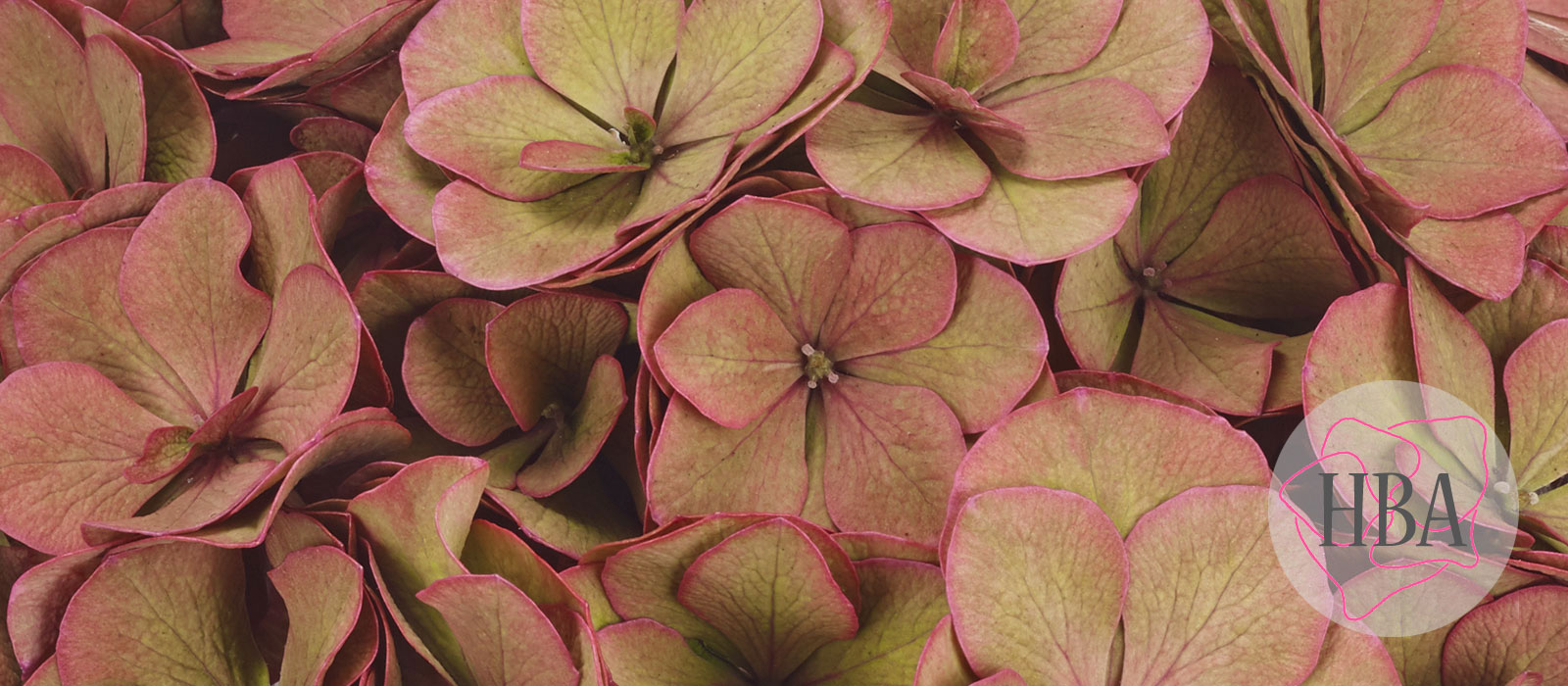 ROYAL-ANASTASIA-classic-H218925-HBA-7