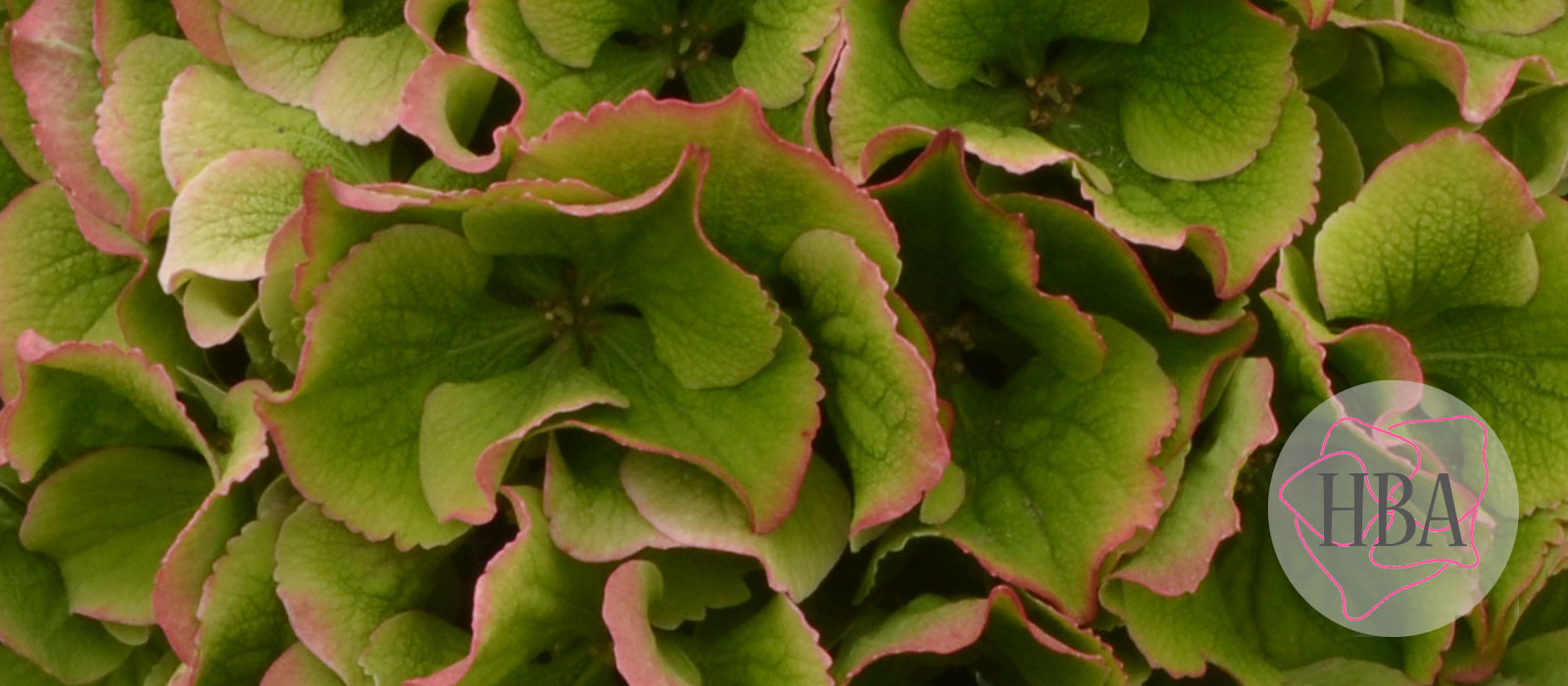 ROYAL-BENEFIT-classic-H215907-HBA-3