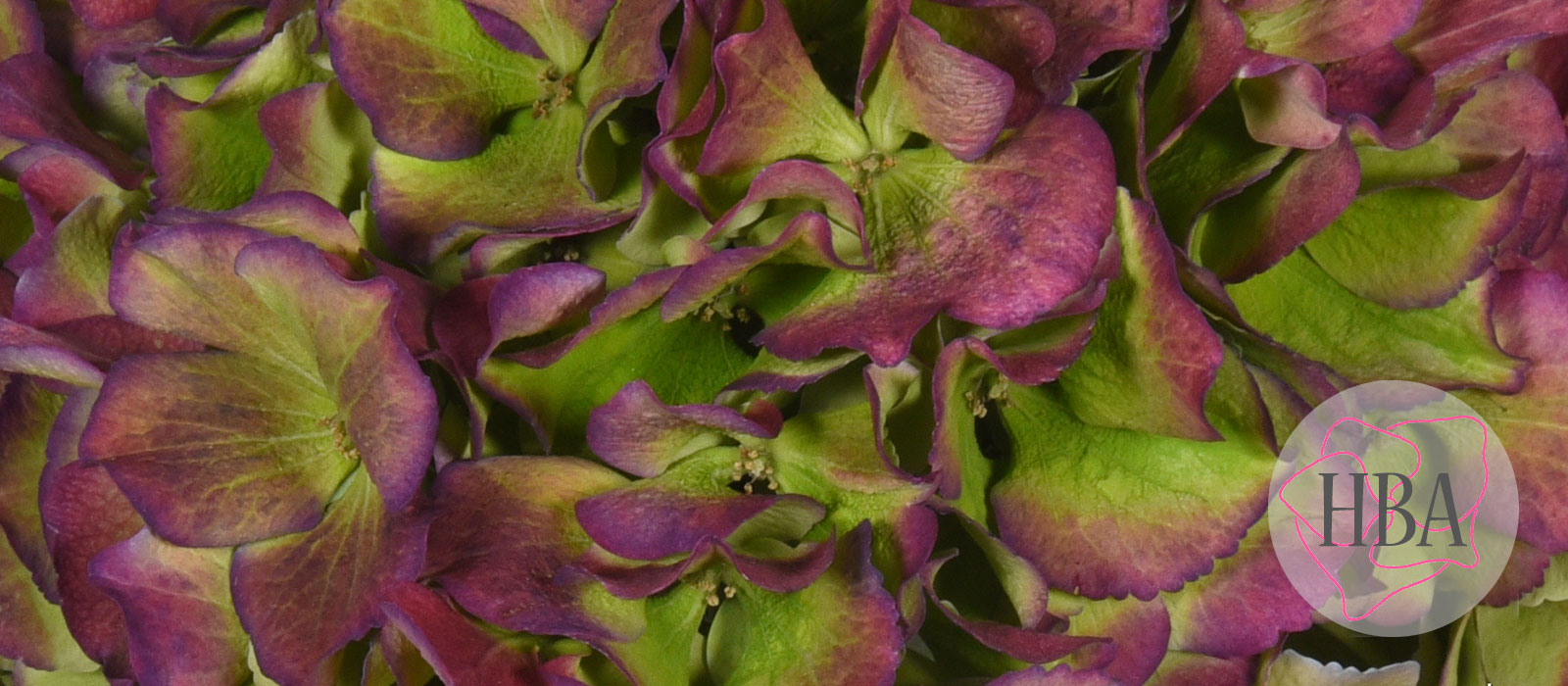 ROYAL-BENEFIT-lavender-classic-H215907-HBA