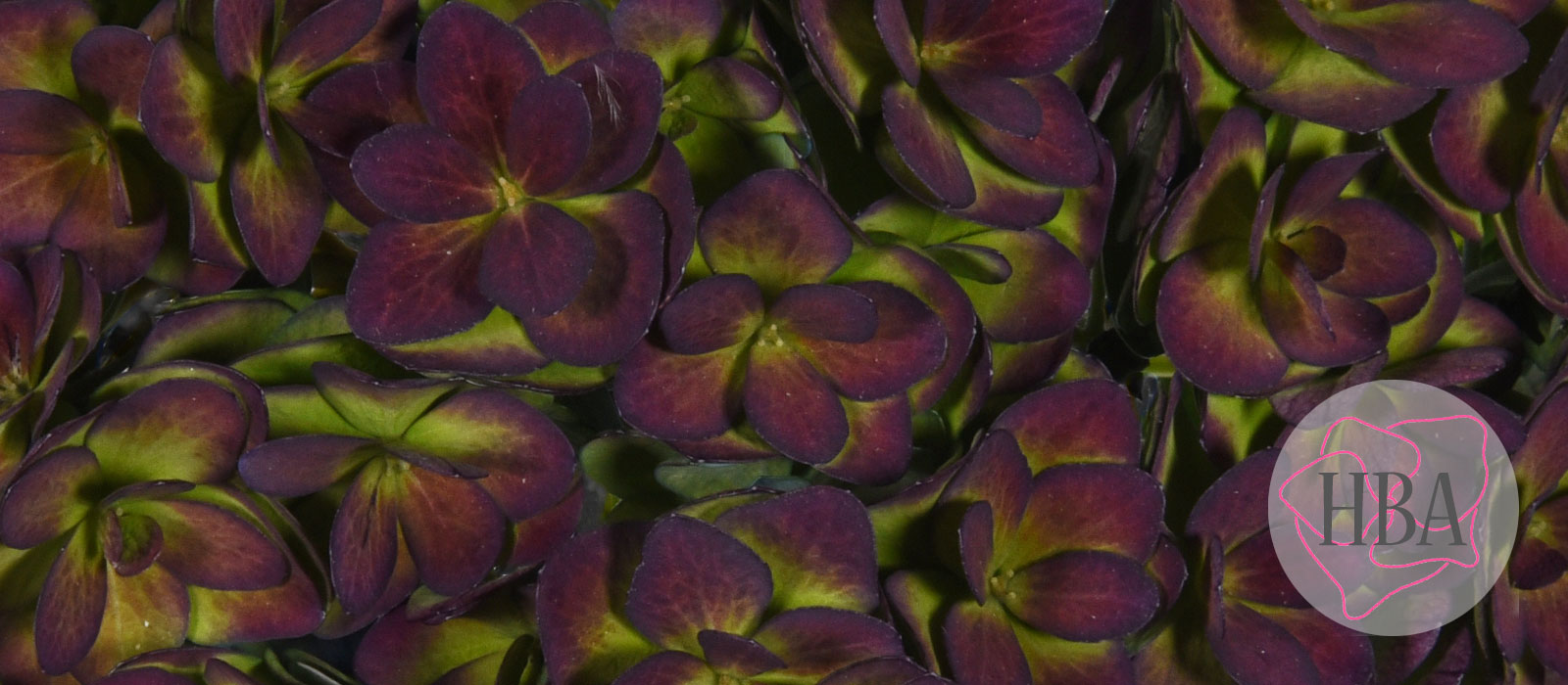 ROYAL-KISS-blue-classic-H218906-HBA