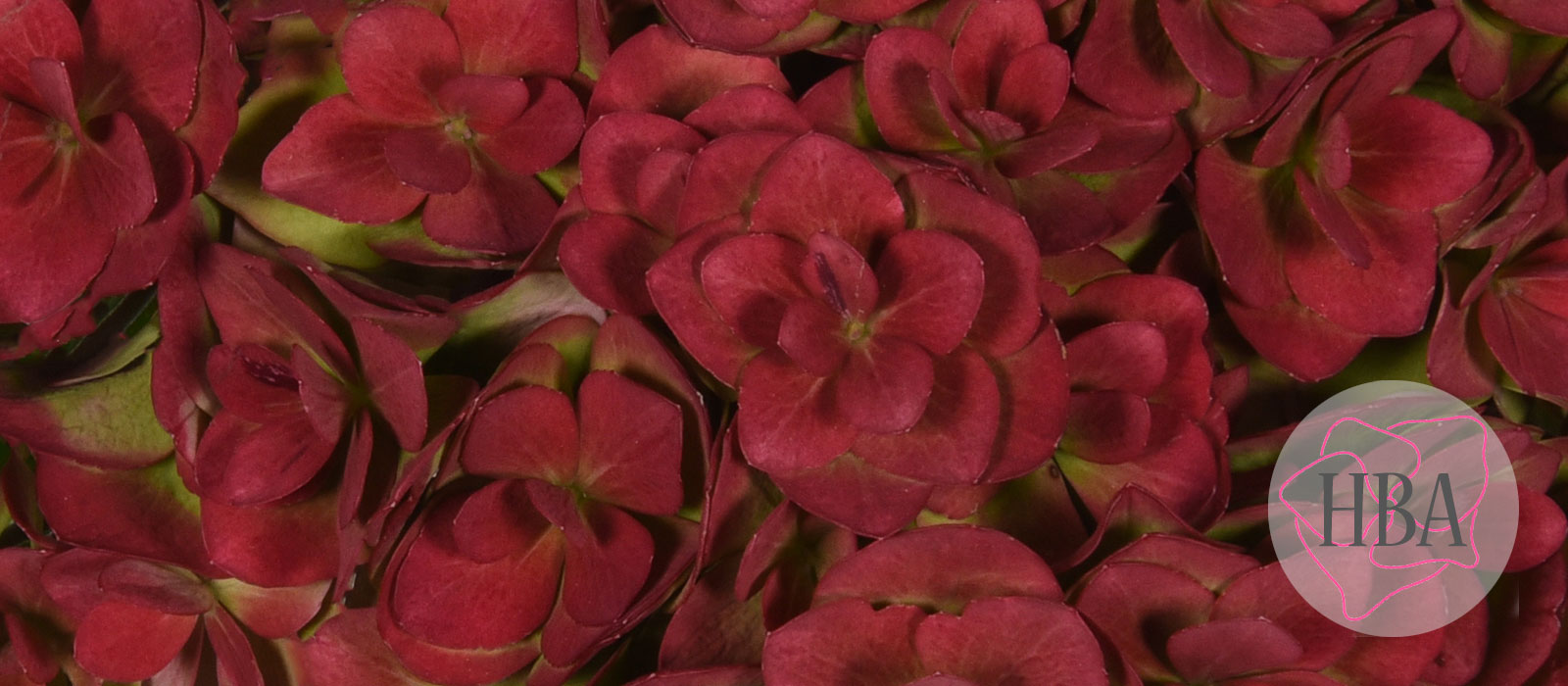 ROYAL-KISS-pink-classic-H218906-HBA