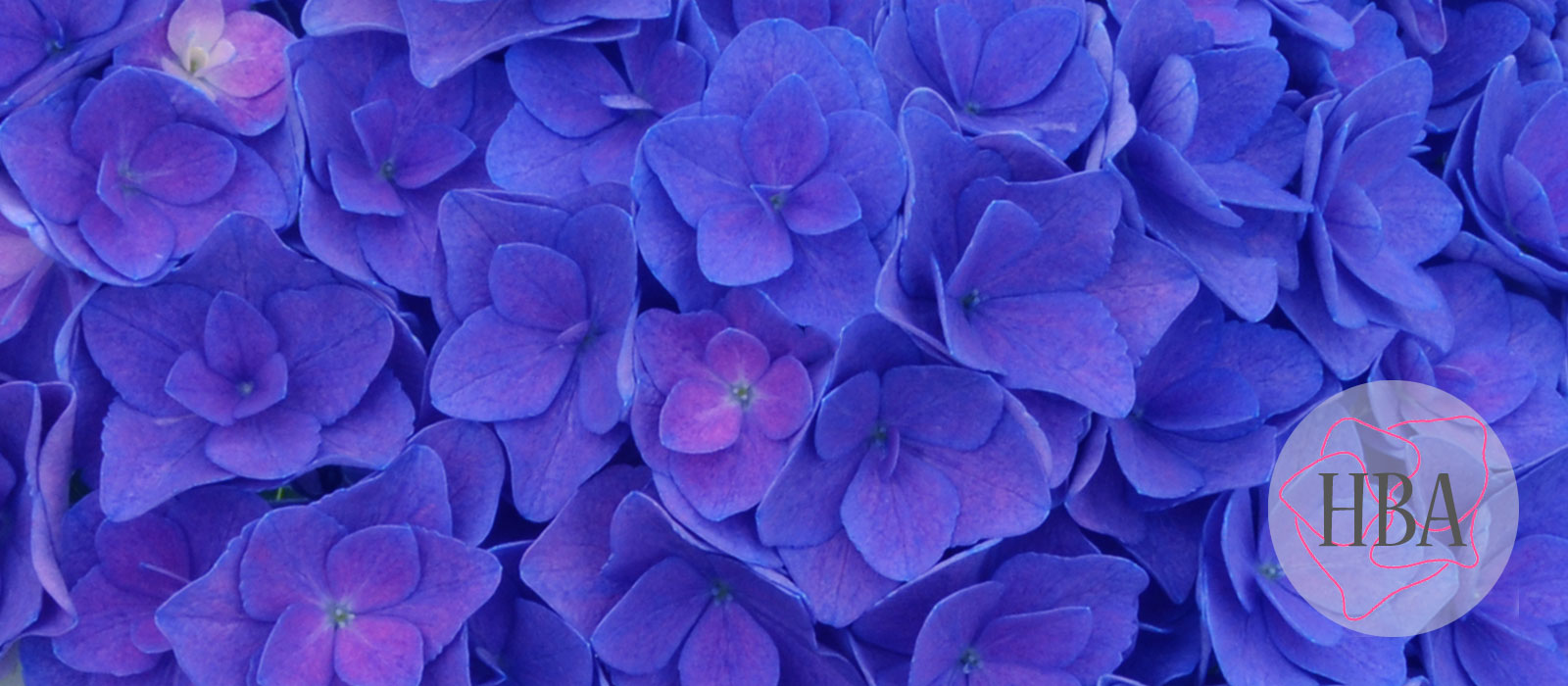 ROYAL-KISS-purple-H218906-HBA