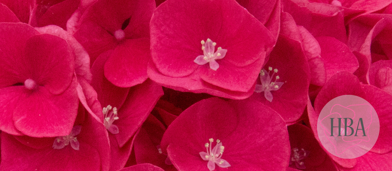 ROYAL-OPERA-H219919-HBA-4