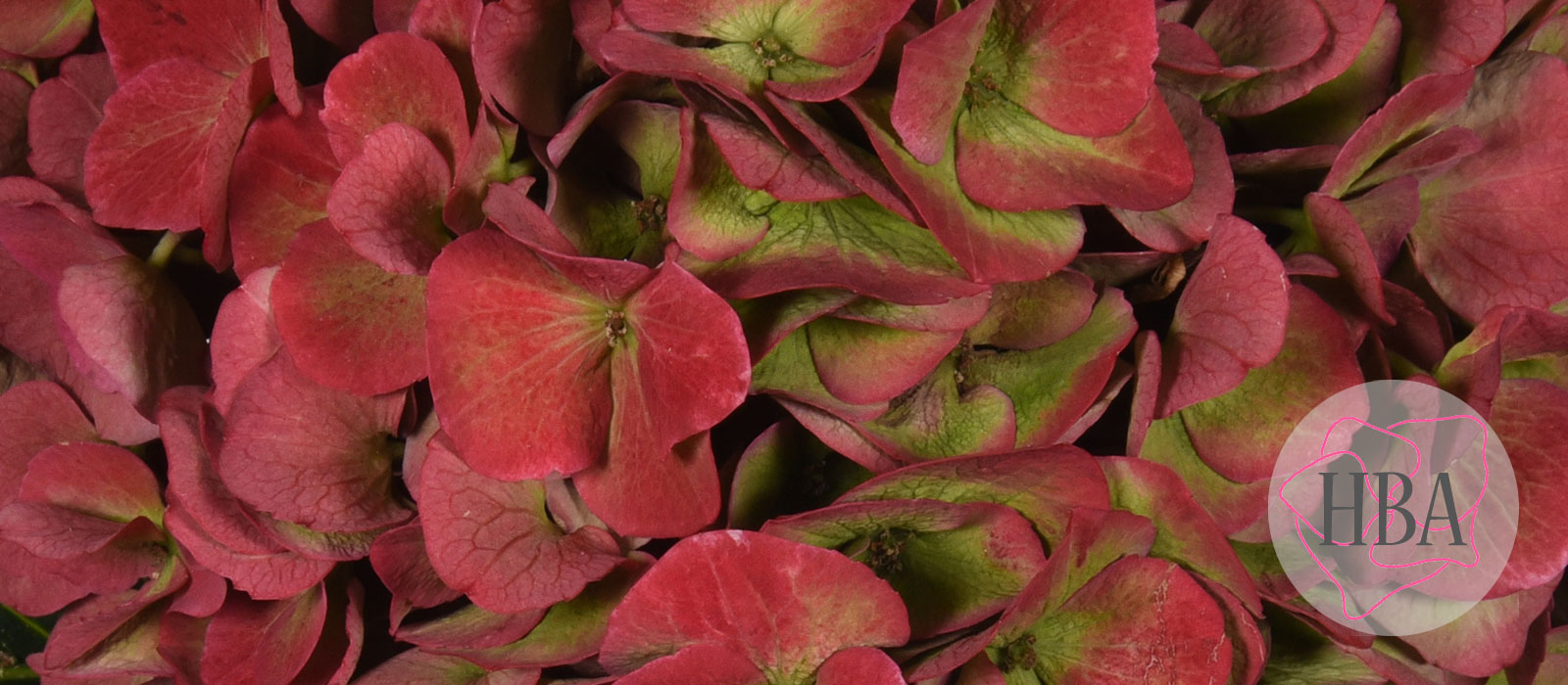 ROYAL-OPERA-classic-H219919-HBA-2