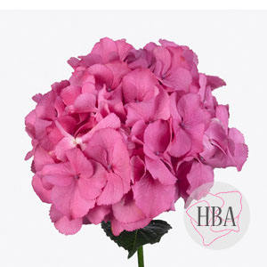 ROYAL-PALACE-pink-H217908-HBA