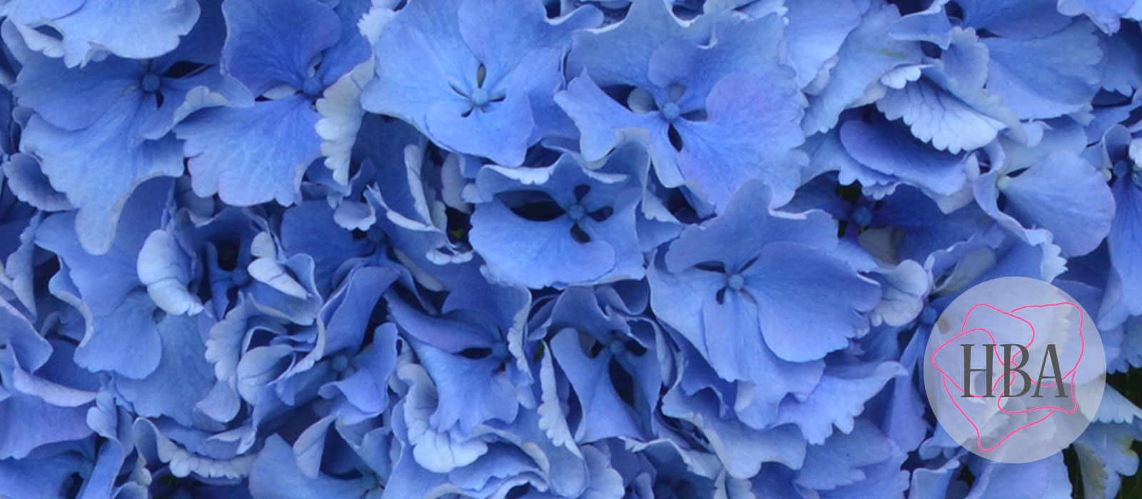 ROYAL-PARADE-blue-H219908-HBA-2