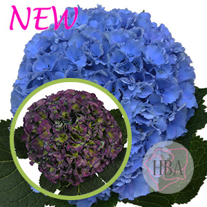 ROYAL-PARADE-blue-classic-H219908-HBA