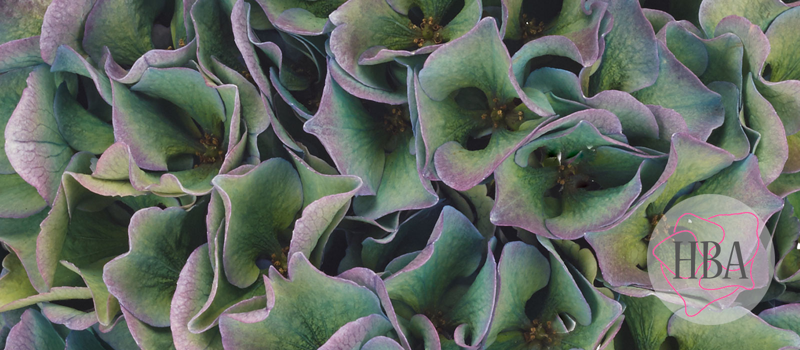 ROYAL-PARADE-classic-H219908-HBA