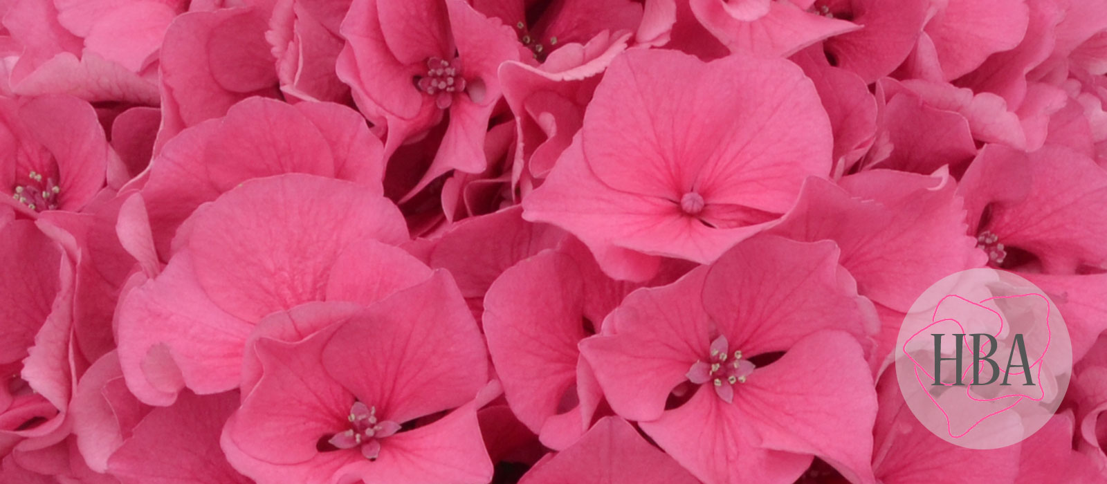 ROYAL-PARADE-pink-H219908-HBA