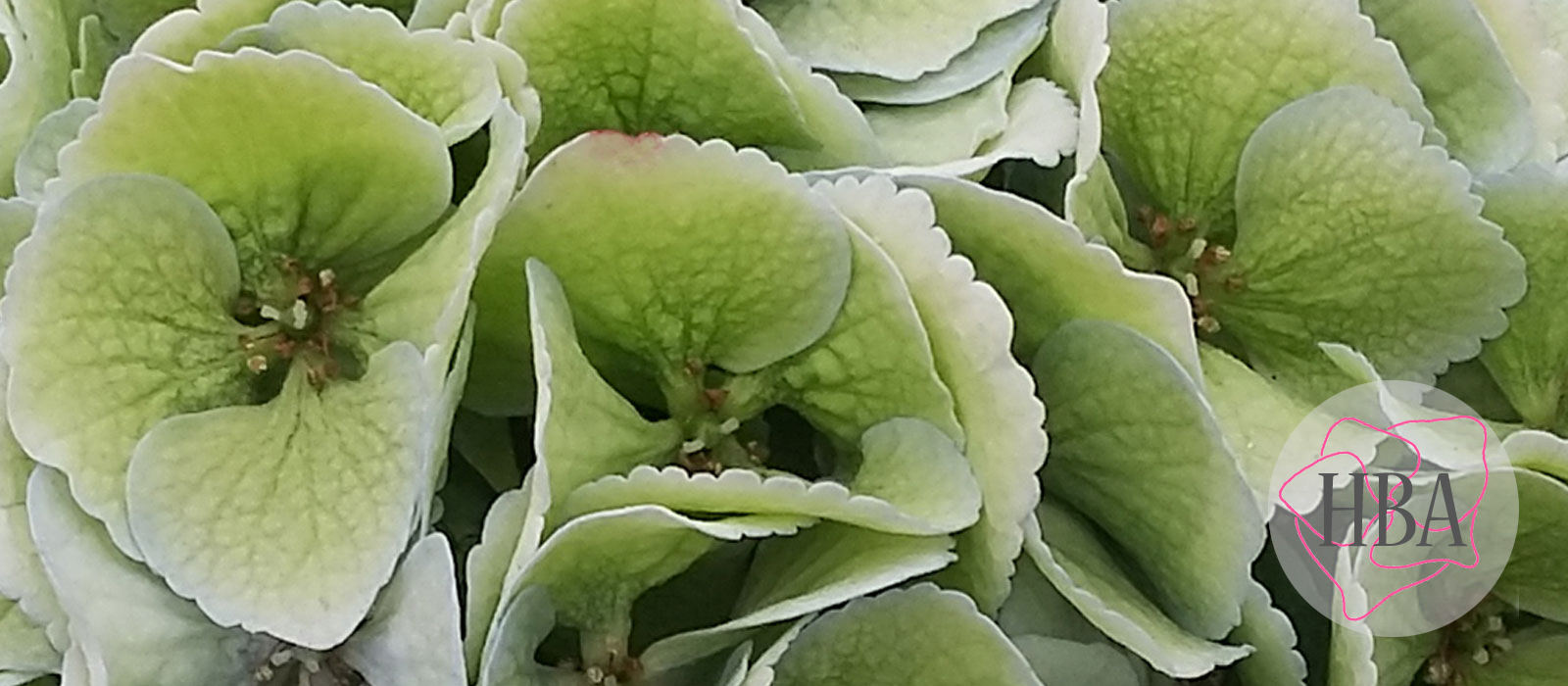 ROYAL-SURPRISE-classic-HBAROYSUR-HBA