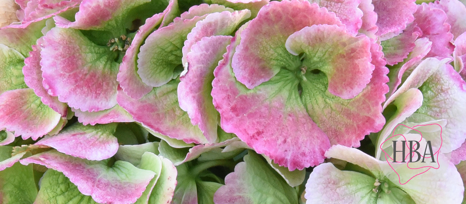 ROYAL-SURPRISE-pink-classic-HBAROYSUR-HBA