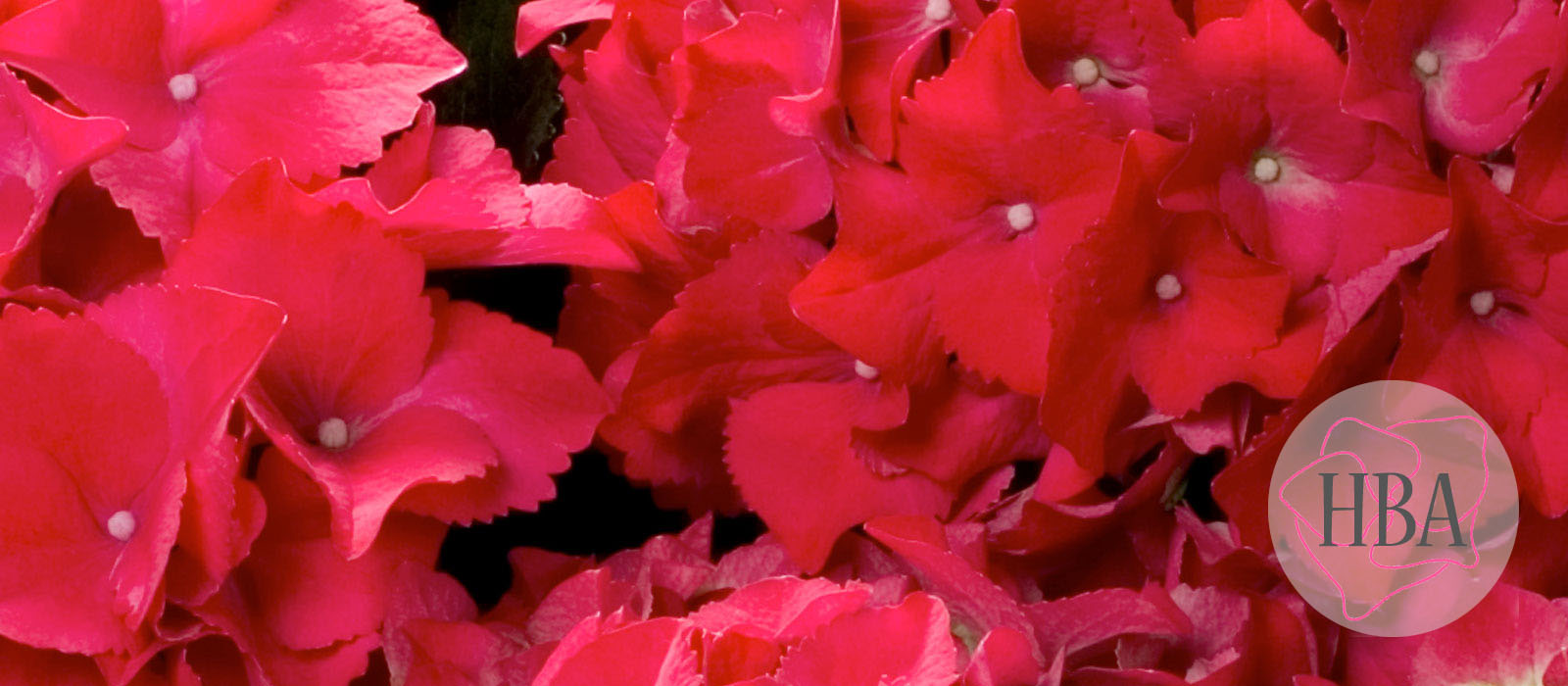 Red-Beauty-RED-BEAUTY-1-HBA-1