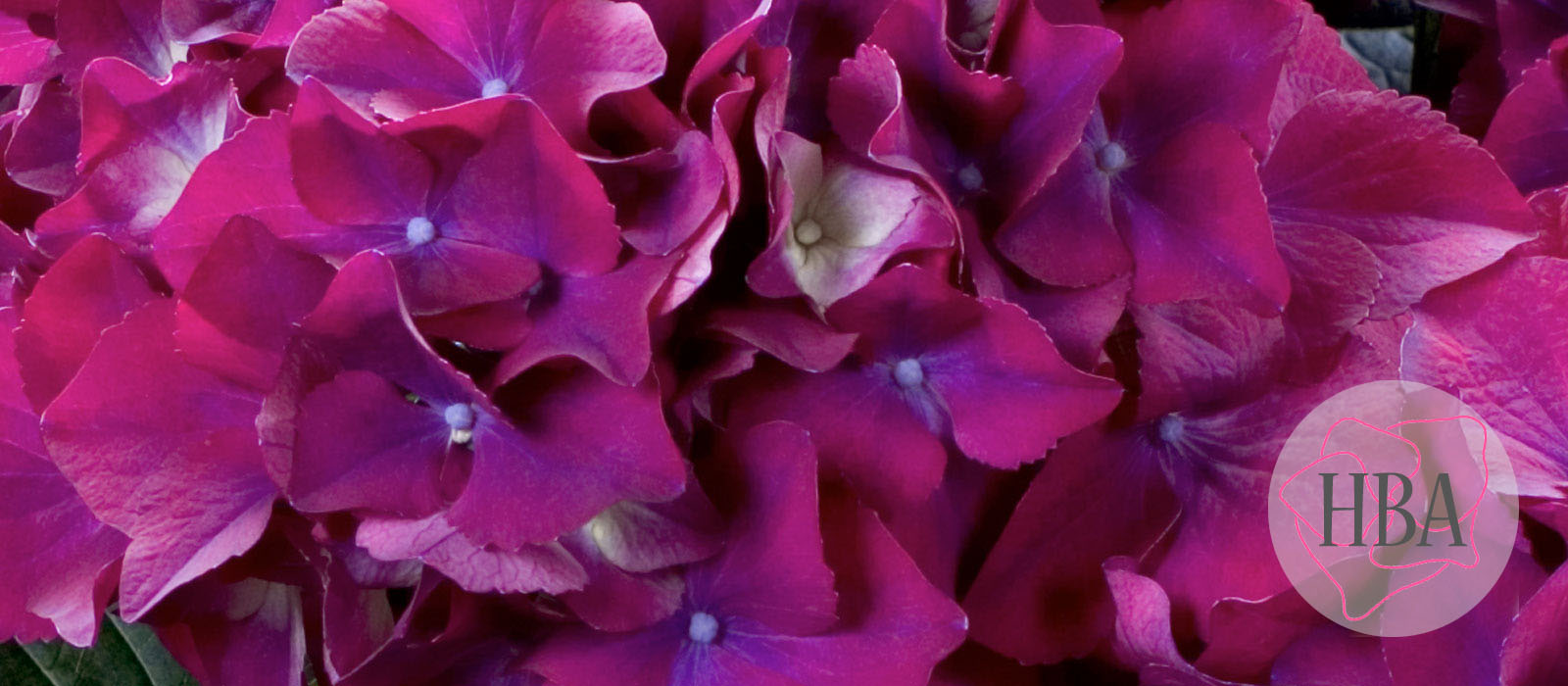 Red-Beauty-RED-BEAUTY-3-HBA-1