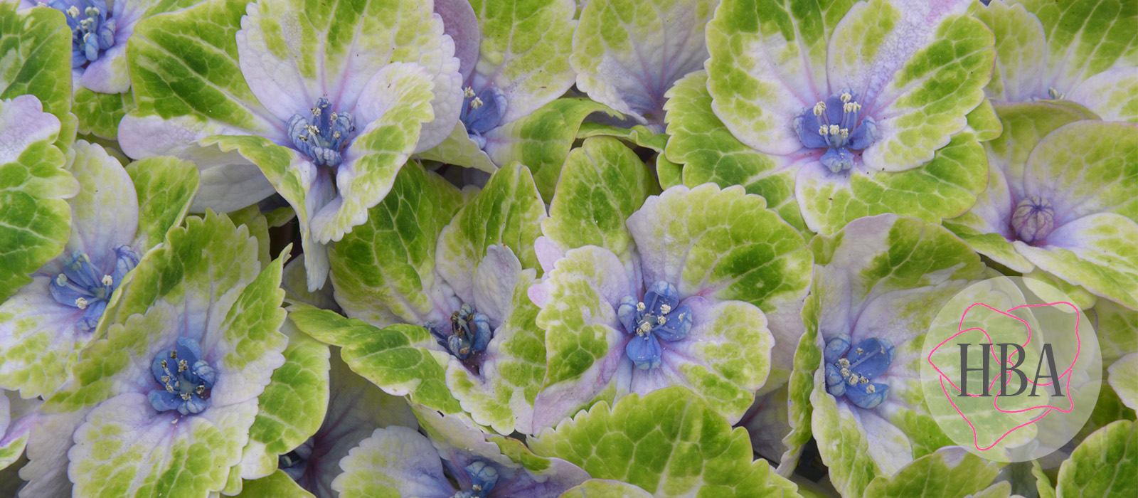 Royal-Amigo-Blue-Logo-HBA-slider-1600-x700