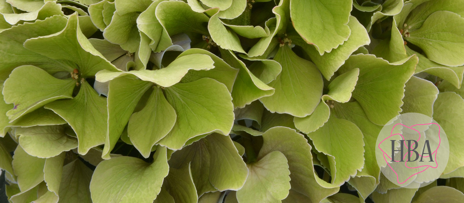 Royal-Benefit-classic-H215907-HBA-2