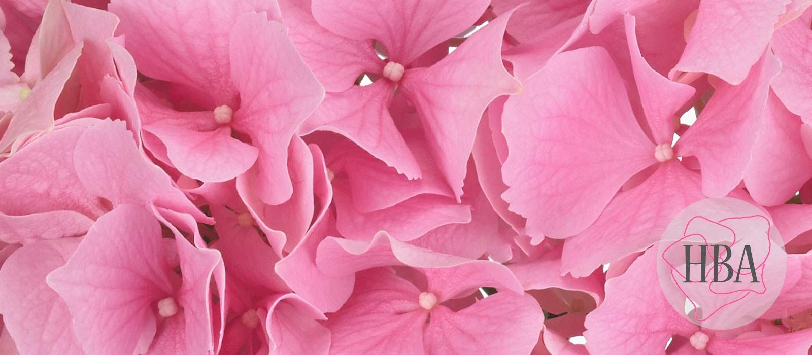 Royal-Benefit-pink-H215907-HBA