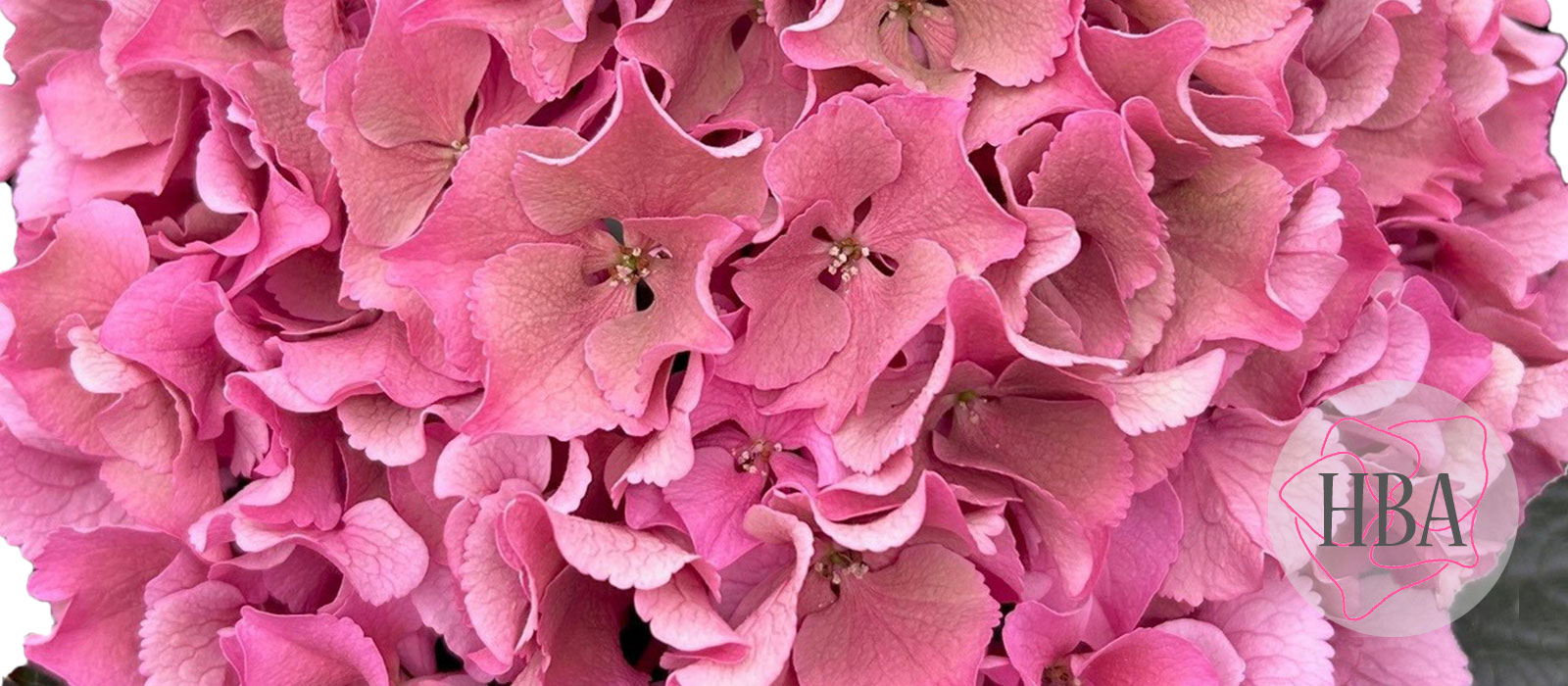 Royal-Breeze-roze-classic-2-Logo-HBA-slider-1600-x700