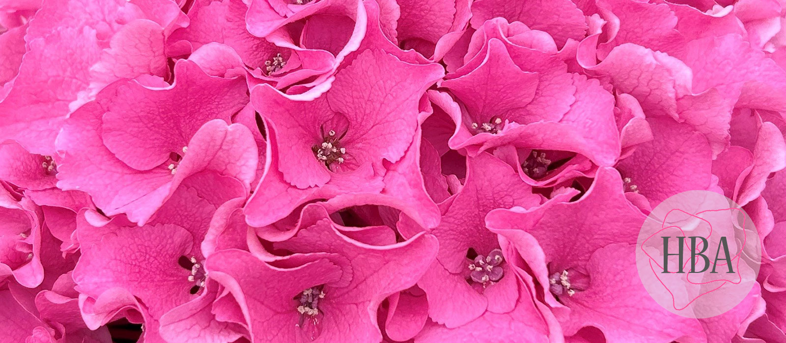 Royal-Breeze-roze-vers-Logo-HBA-slider-1600-x700