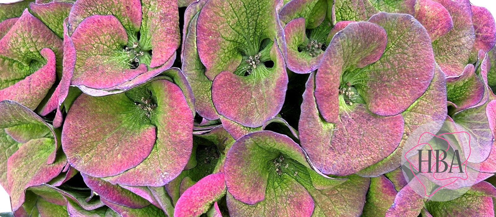 Royal-Crown-classic-2-HBA-slider-1600-x700