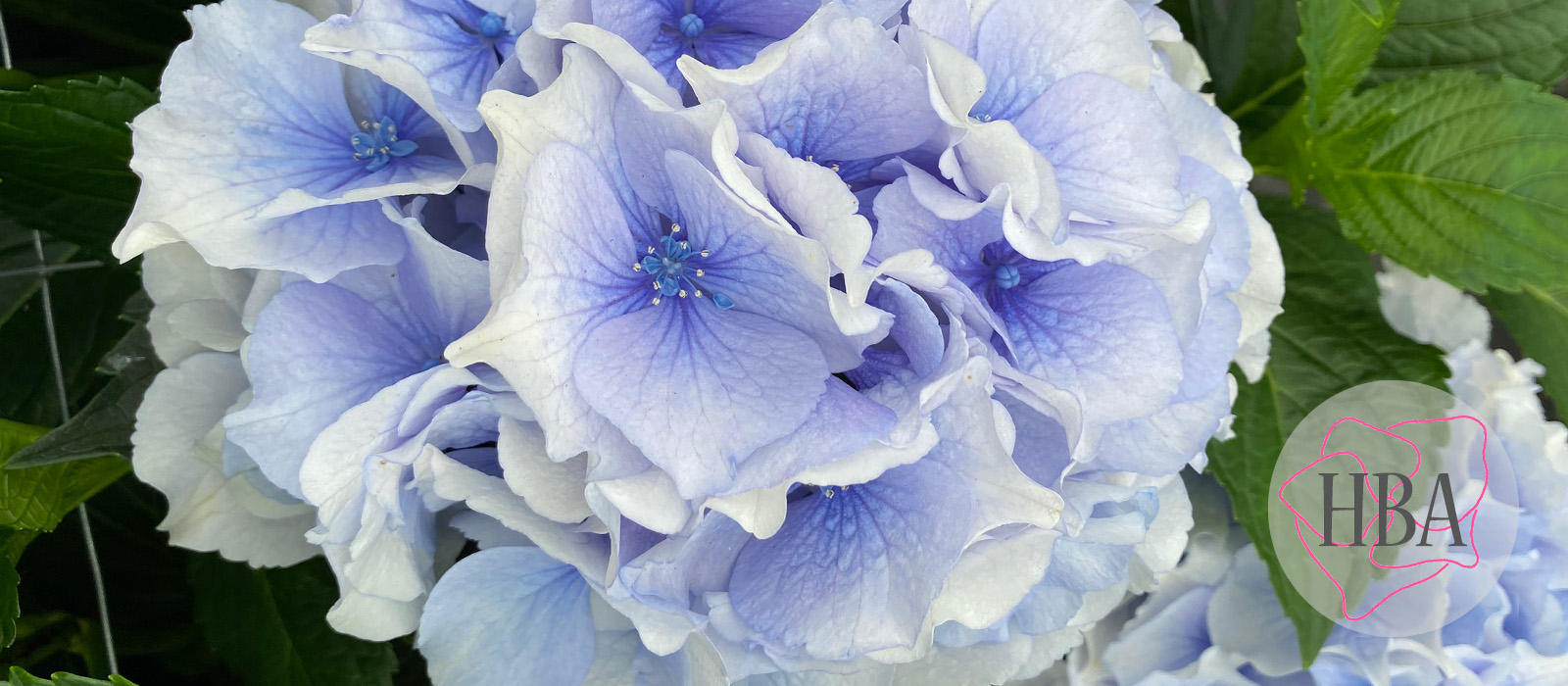 Royal-Grandeur-Blue-Logo-HBA-slider-1600-x700