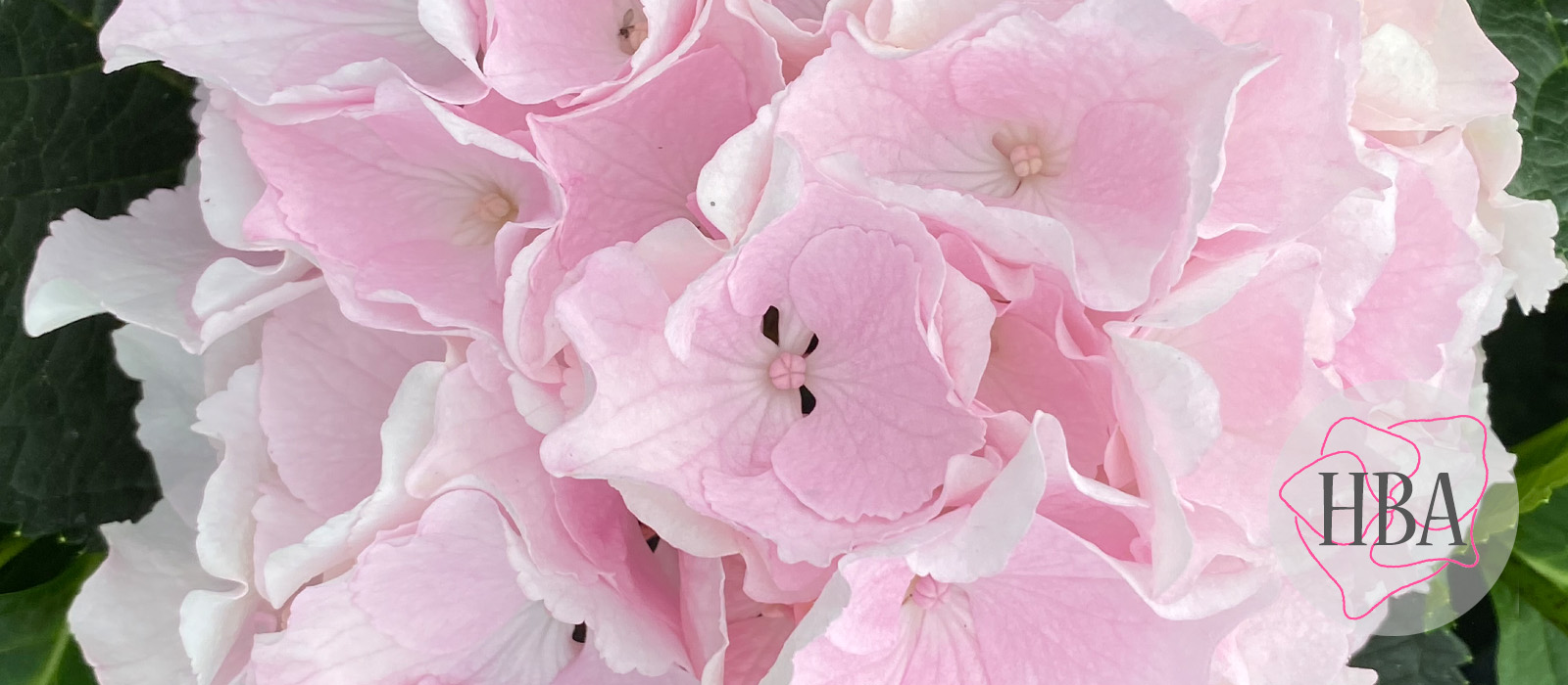 Royal-Grandeur-Pink-Logo-HBA-slider-1600-x700