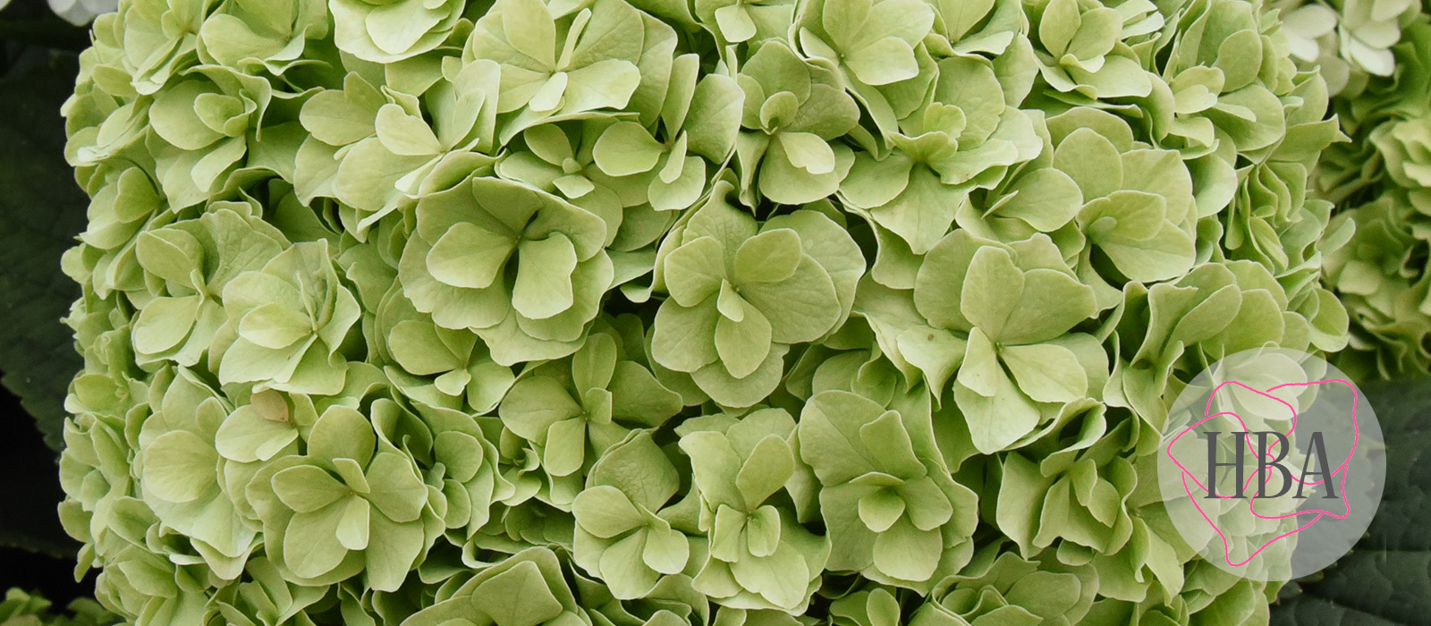 Royal-Highness-classic-4-Logo-HBA-slider