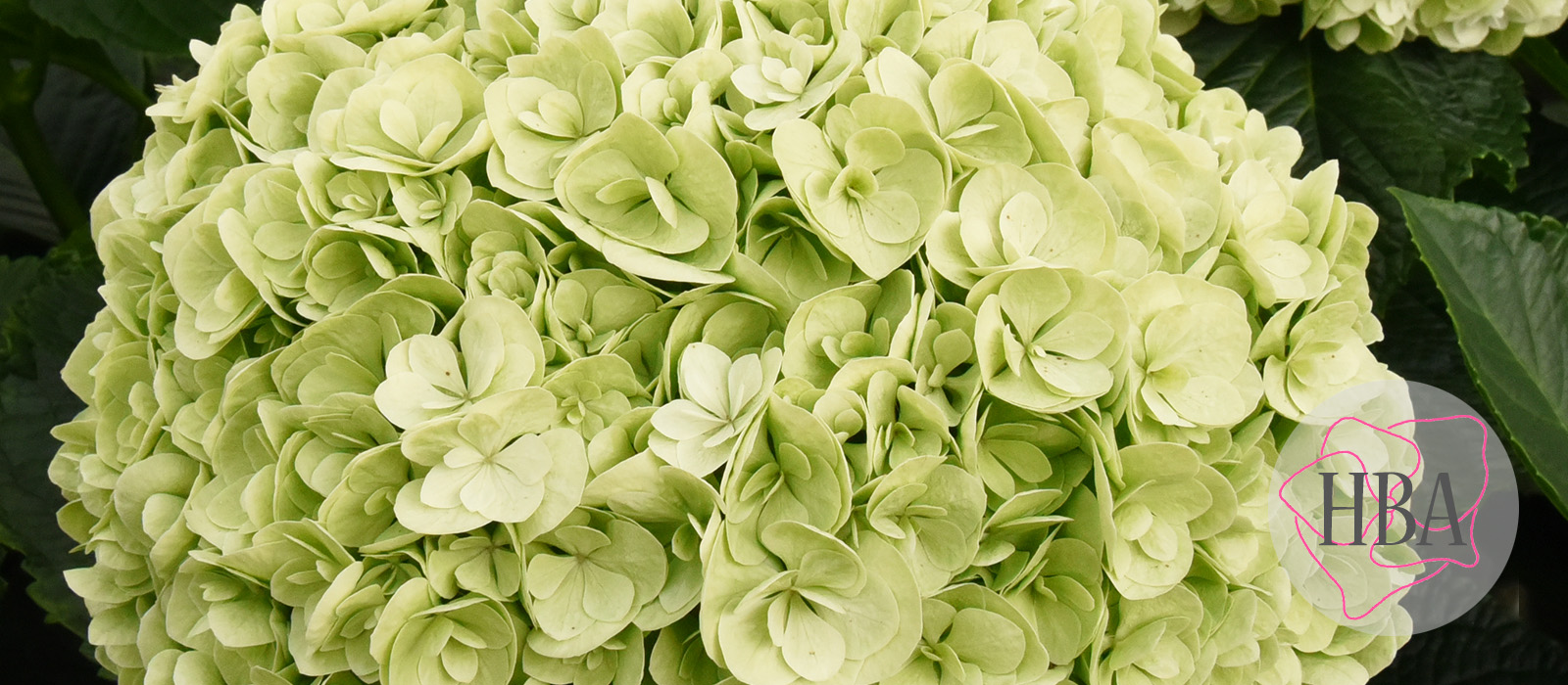 Royal-Highness-classic-Logo-HBA-slider