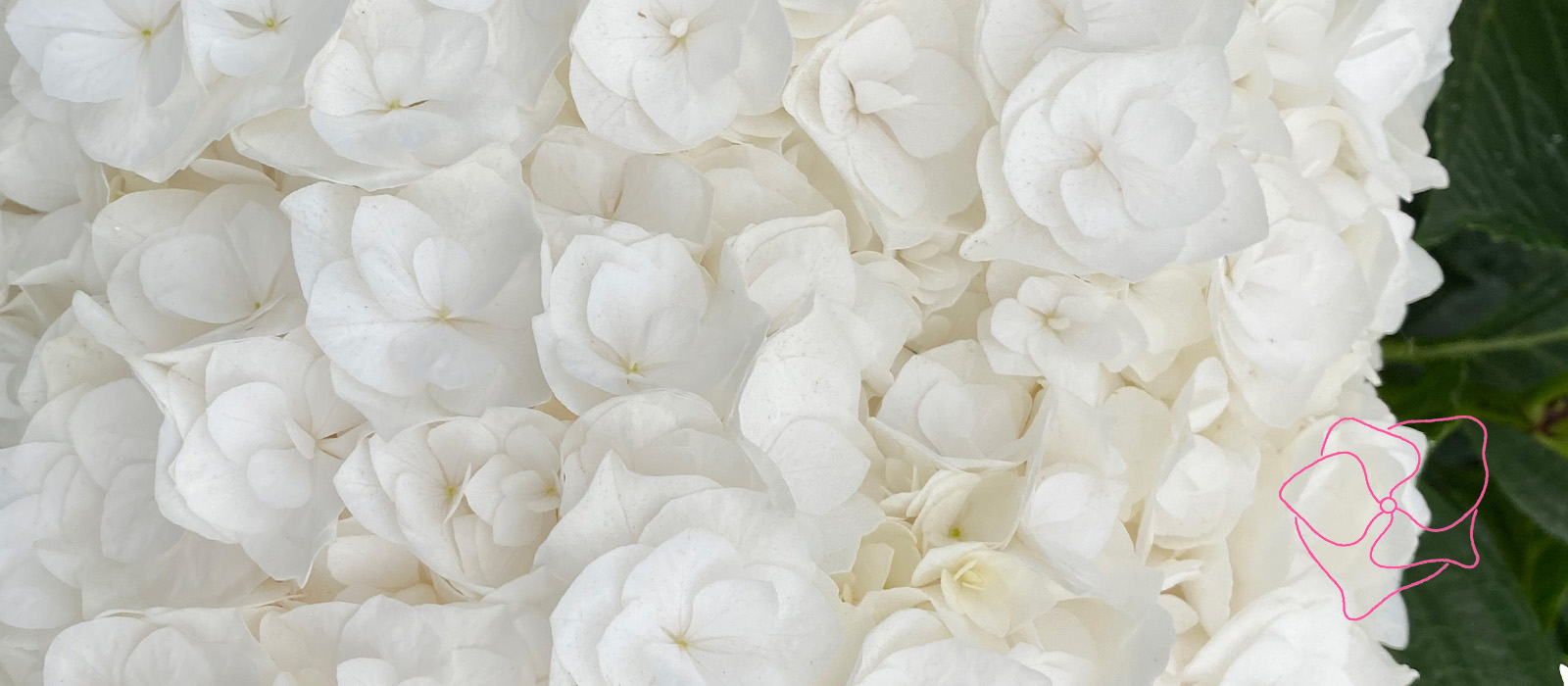 Royal-Highness-fresh-Logo-HBA-slider-1-1600-x700