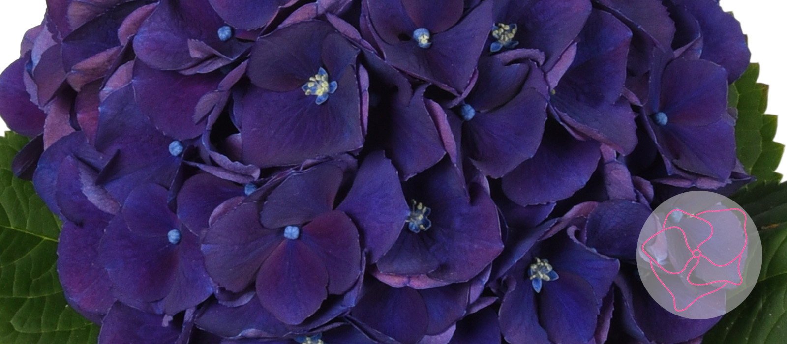 Royal-King-fresh-HBA-slider