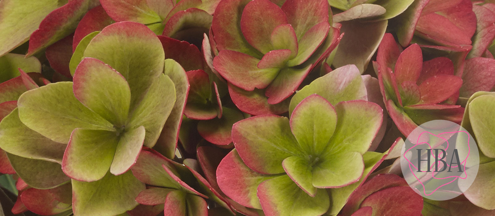 Royal-Kiss-classic-H218906-HBA-1