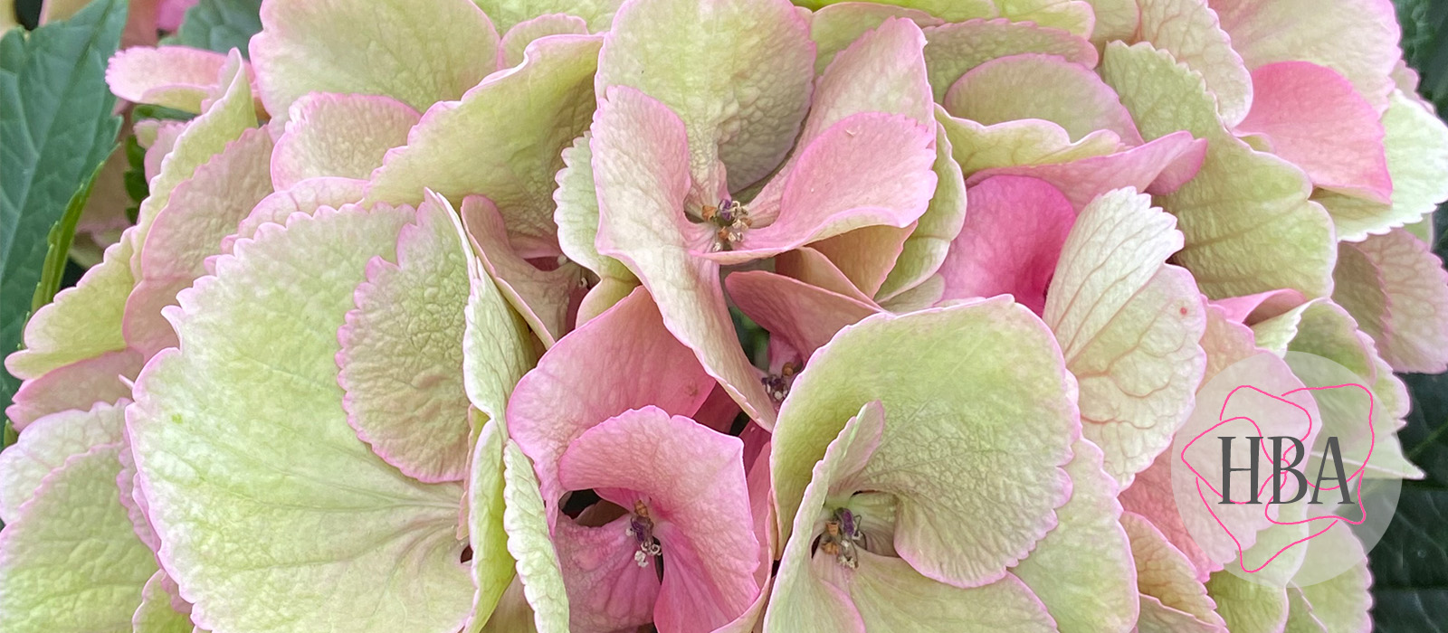 Royal-Love-Classic2-Logo-HBA-slider-1600-x700