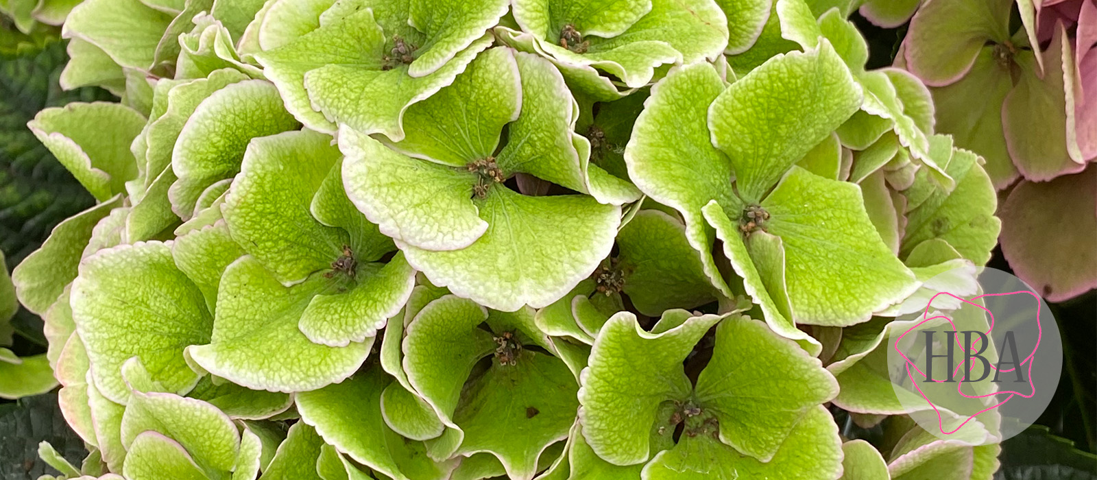 Royal-Love-Classic3-Logo-HBA-slider-1600-x700