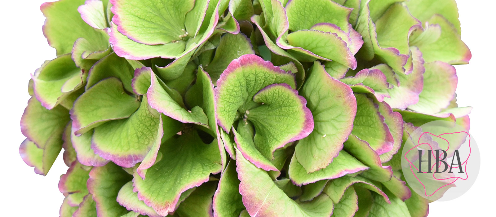 Royal-Love-purple-classic-4-Logo-HBA-slider-1600-x700