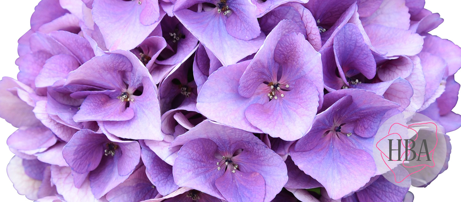 Royal-Love-purple-vers-Logo-HBA-slider-1600-x700