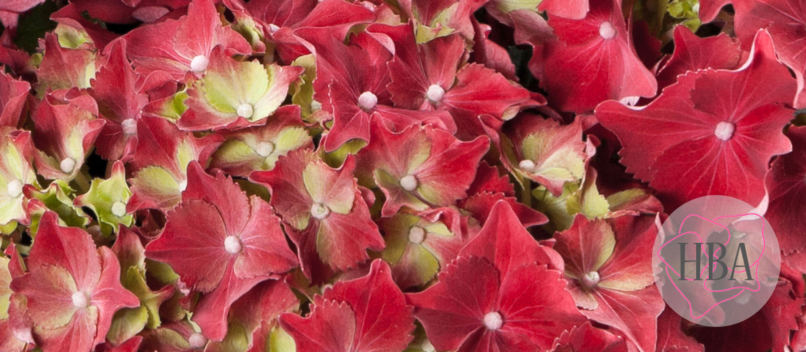 Royal-Red-HBARORE-2-HBA-2