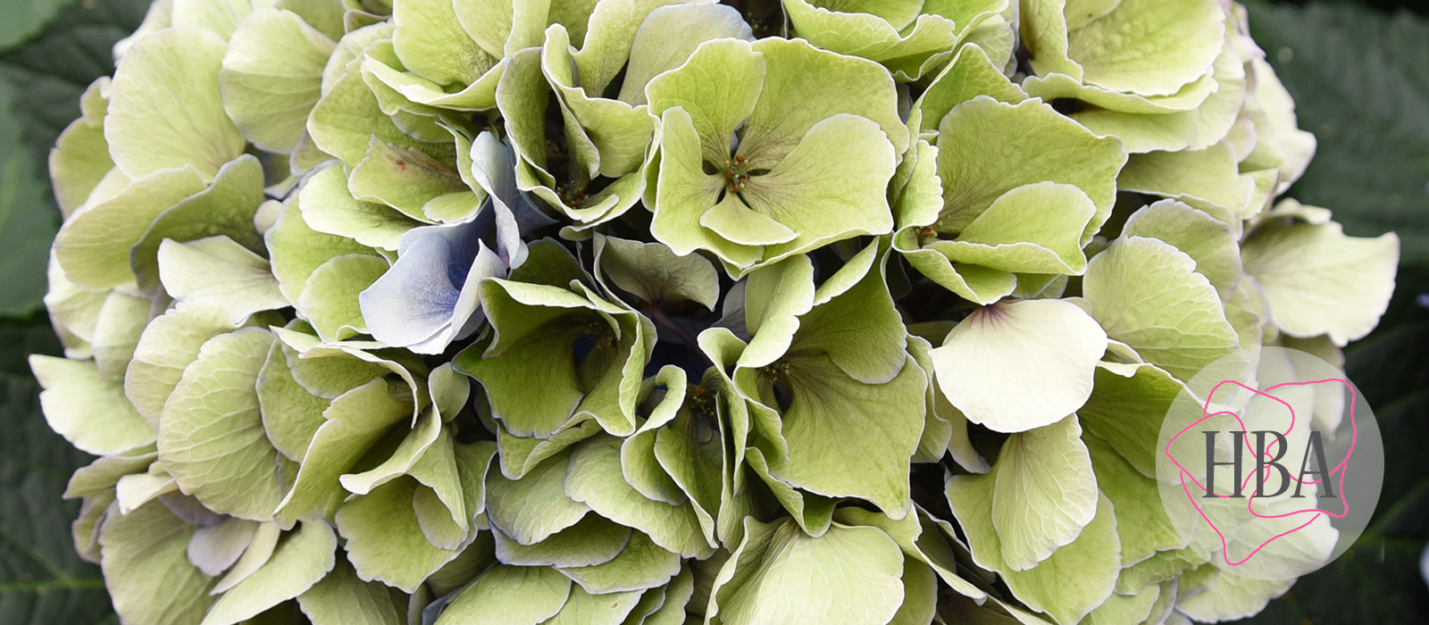 Royal-Salute-blue-classic-2-Logo-HBA-slider-1600-x700