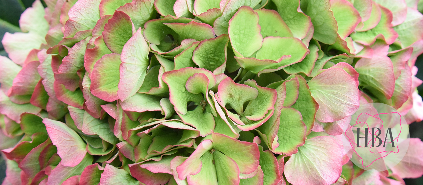 Royal-Salute-pink-classic-4-Logo-HBA-slider-1600-x700