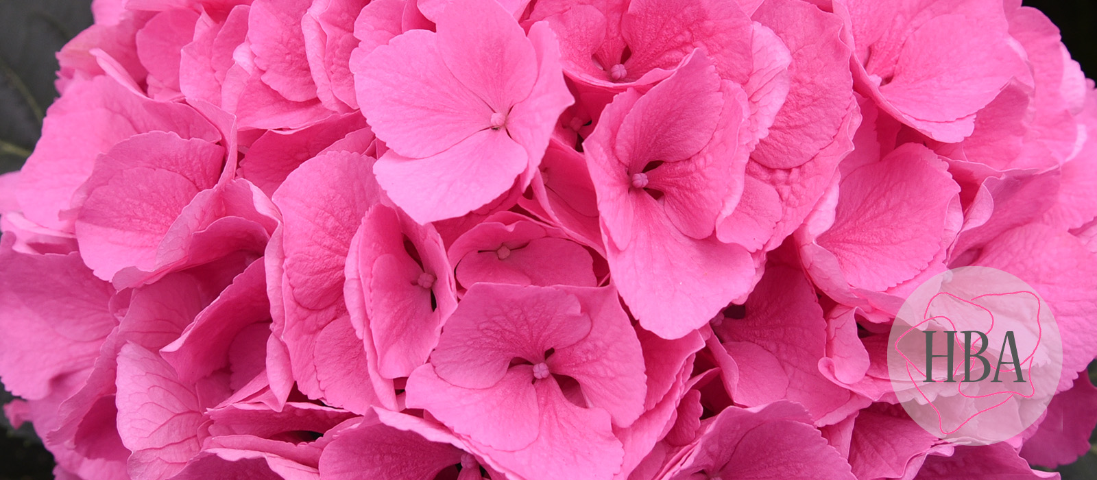 Royal-Salute-pink-vers-Logo-HBA-slider-1600-x700