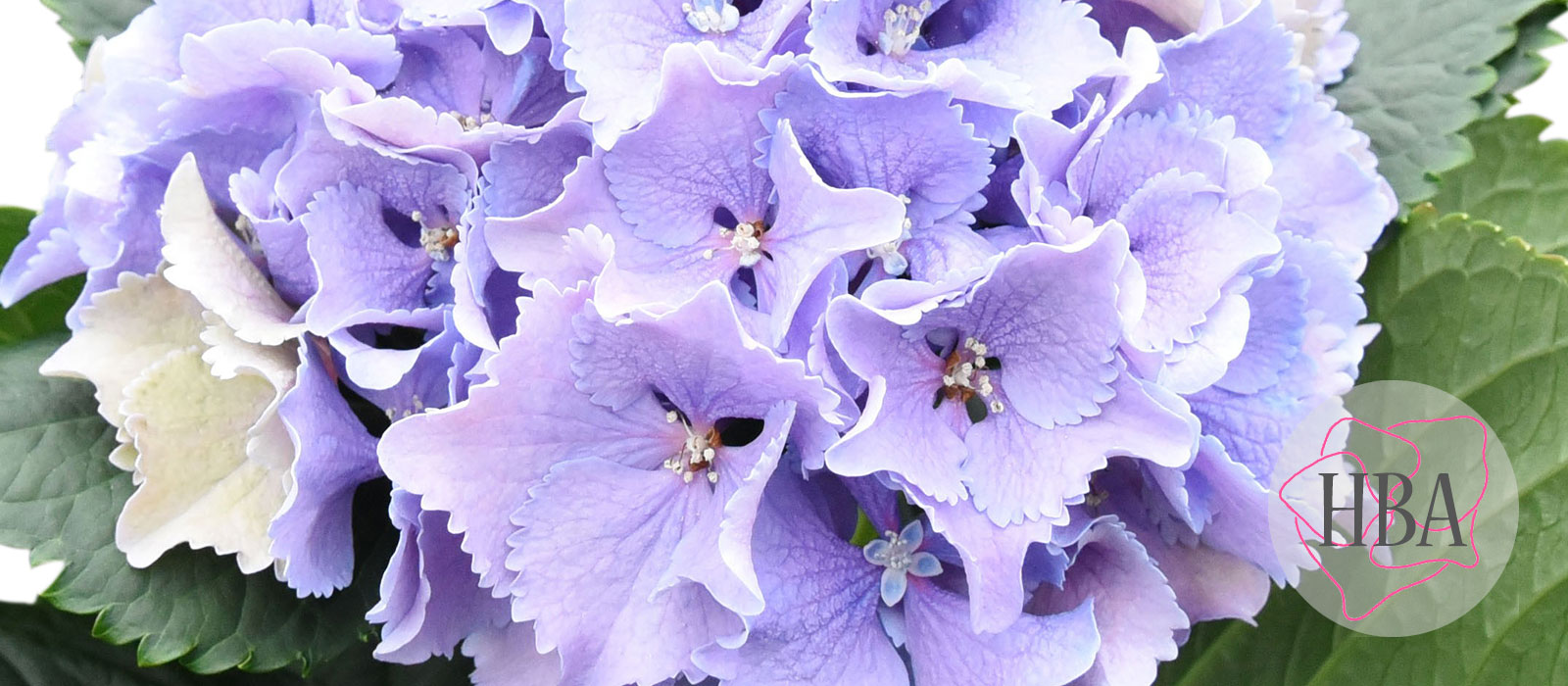 Royal-Sunset-blauw-216-226-009-Logo-HBA-slider-1600-x700