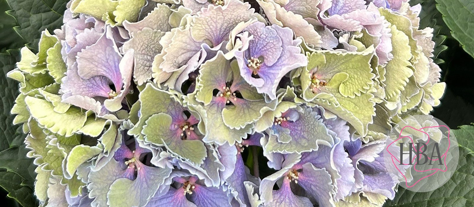 Royal-Sunset-blauw-classic-1-Logo-HBA-slider-1600-x700