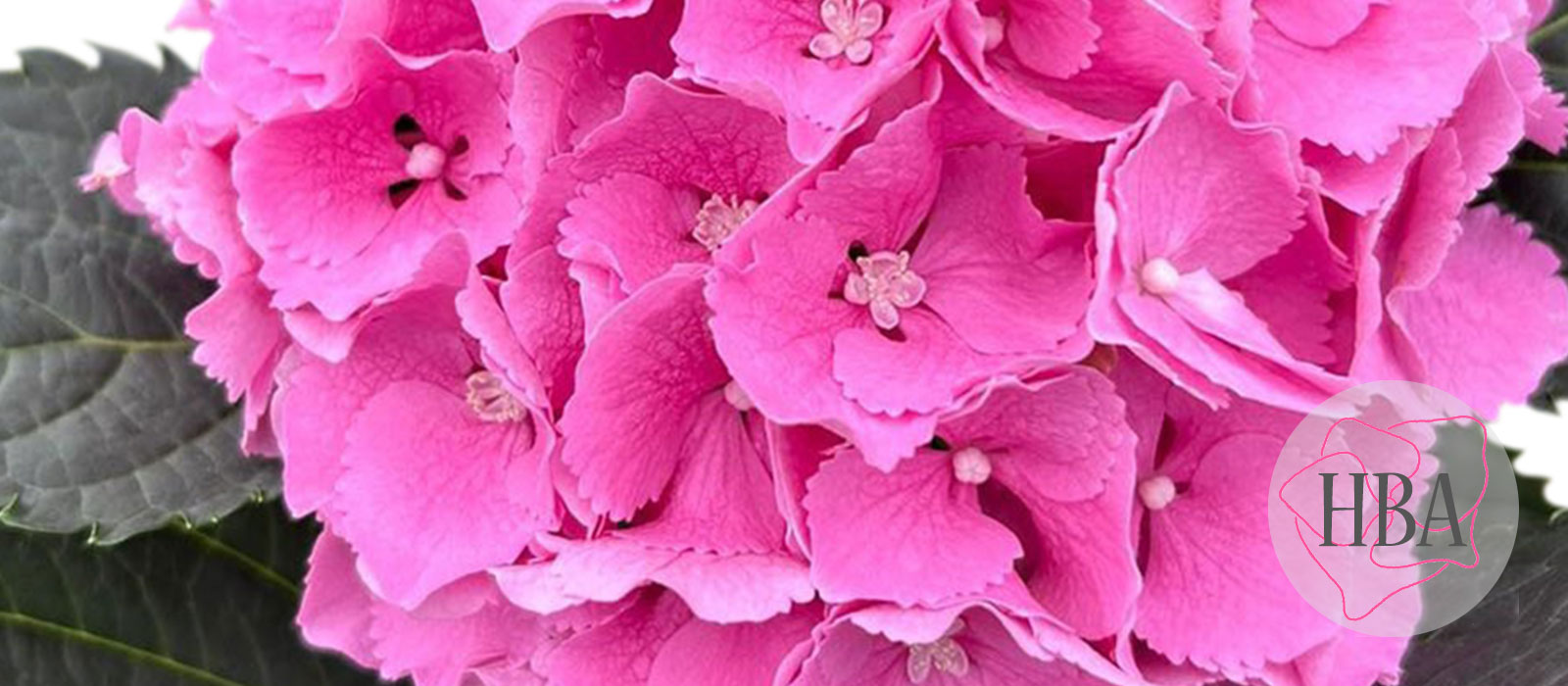 Royal-Sunset-pink-216-226-009-Logo-HBA-slider-1600-x700