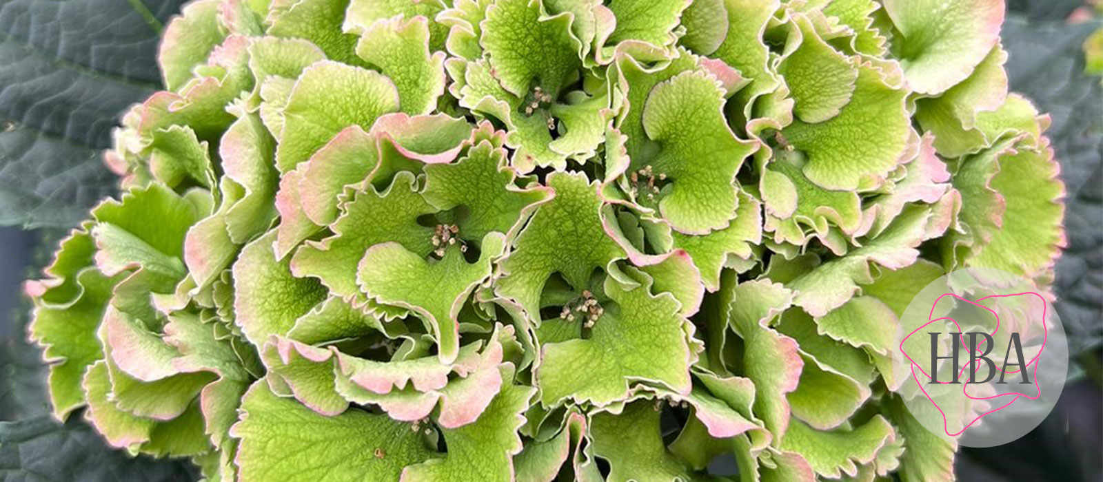 Royal-Sunset-roze-classic-1-Logo-HBA-slider-1600-x700