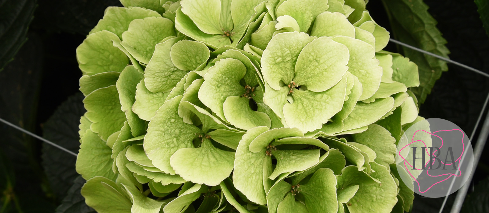 Royal-Supreme-blue-classic-3-Logo-HBA-slider