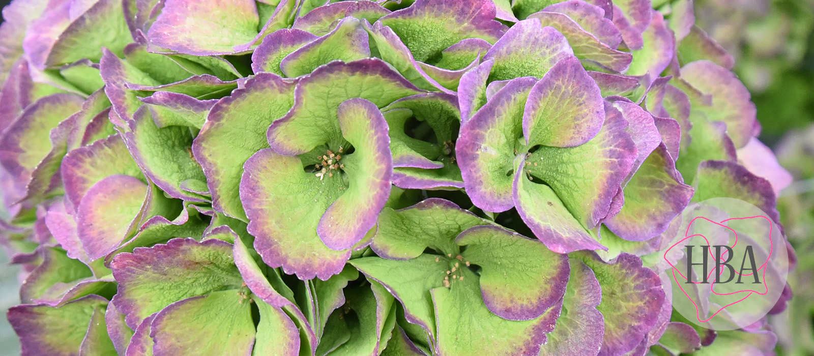 Royal-Supreme-blue-classic-4-Logo-HBA-slider-1600-x700