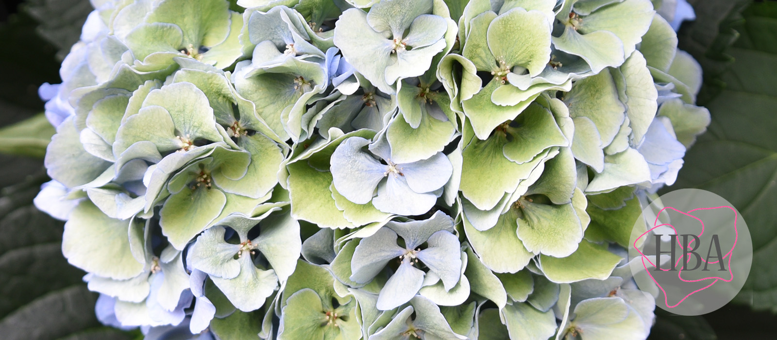 Royal-Symphony-blue-classic-2-Logo-HBA-slider-1600-x700