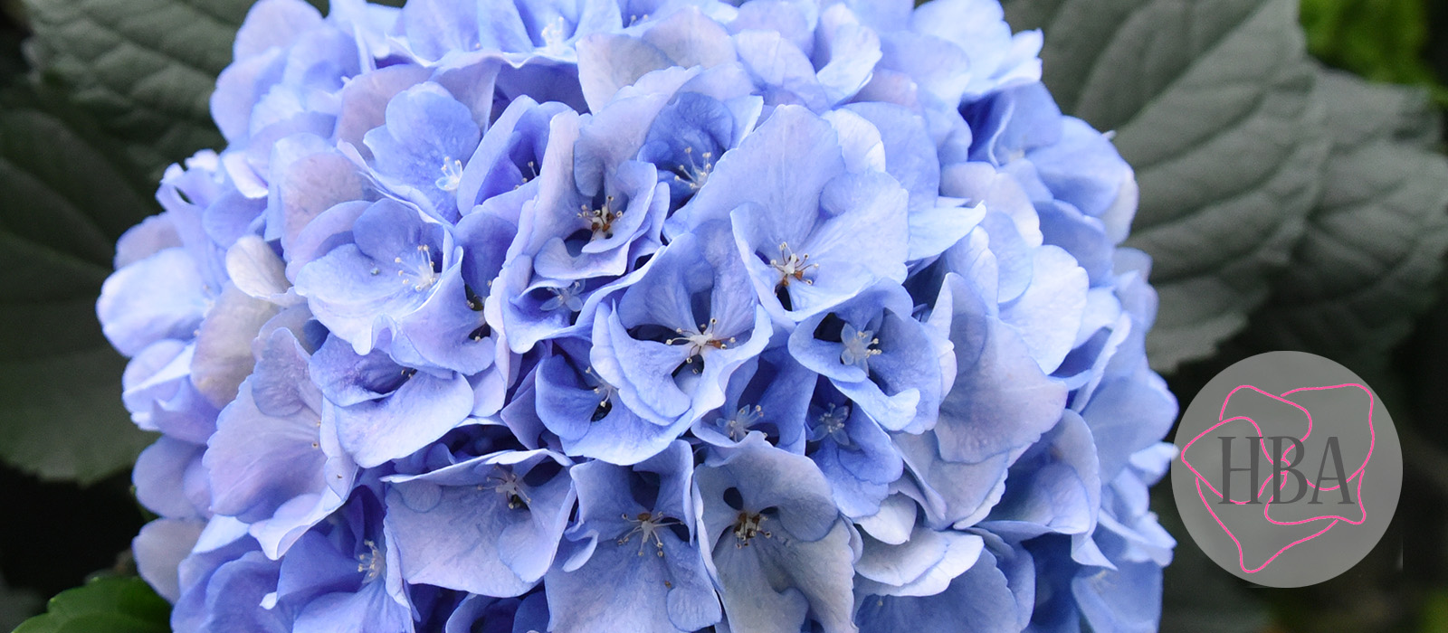 Royal-Symphony-blue-vers-Logo-HBA-slider-1600-x700